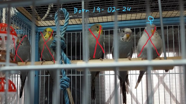Image 11 of !!!For sale young budgies for rehoming!!!