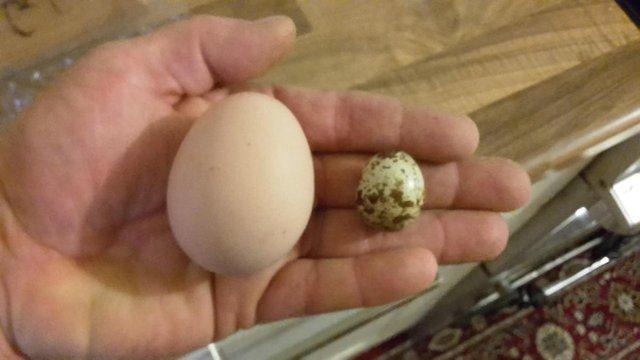 Image 3 of Golden Giant, Celadon & Texas White Quail Hatching eggs