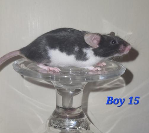 Image 23 of Baby mice - boys £2 great pets. 2 left