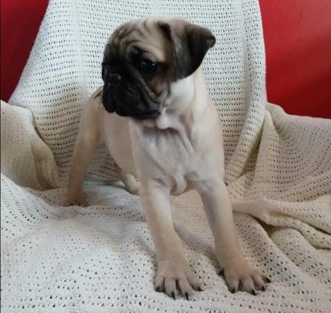 Image 11 of * Last fawn boy available£675 beautiful pug puppy*