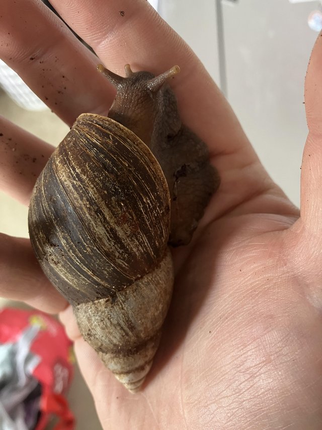 Preview of the first image of About year old African snail.