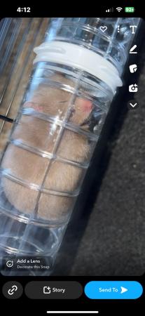 Image 2 of Syrian hamster 1 years old