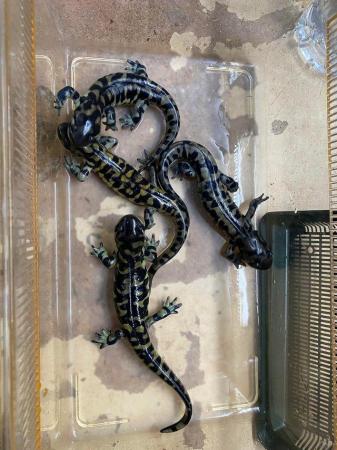 Image 3 of Sub adult Tiger salamanders £60 Each