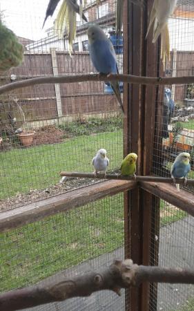 Image 3 of For sale young adults budgies