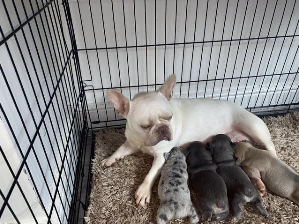 Image 7 of KC registered French Bulldog pups