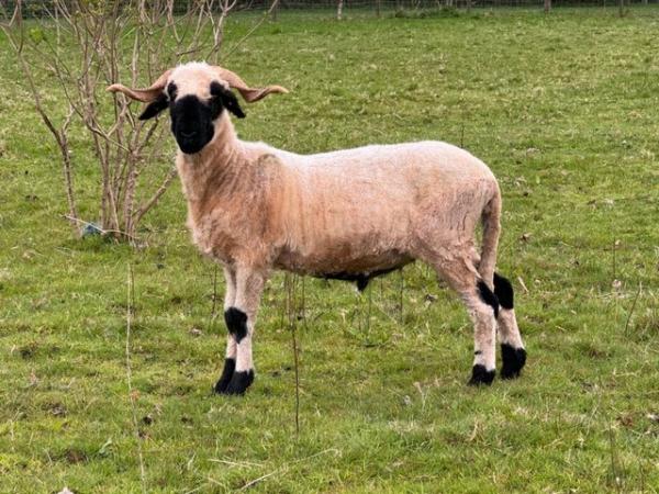 Image 1 of Valais Blacknose Wethers