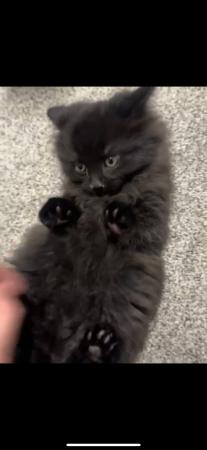 Image 1 of Adorable dark brown/black kitten for sale