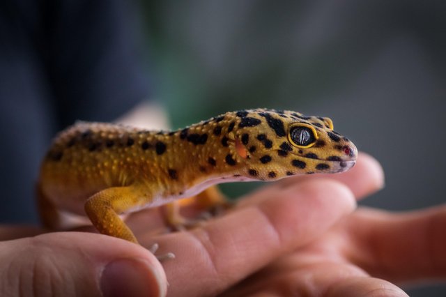 Preview of the first image of WANTED !!! Group of leopard geckos with set up.
