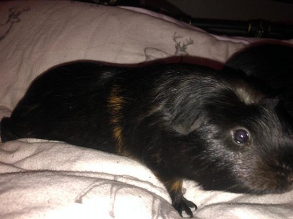 Image 6 of 1year olds male Guinea pigs
