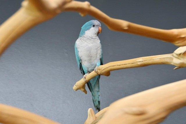 Preview of the first image of Baby Blue Quaker talking parrots,19.