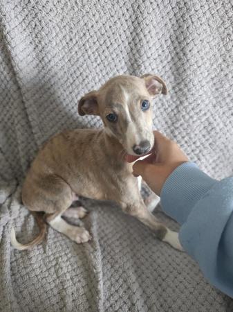 Image 15 of 3 BOY'S AVAILABLE NOW!!!!  KC Registered Whippet puppies