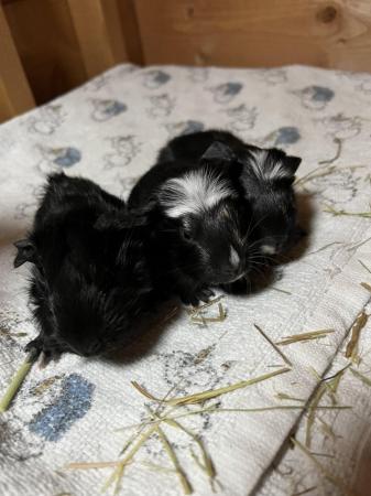 Image 4 of 3x male guinea pig babies