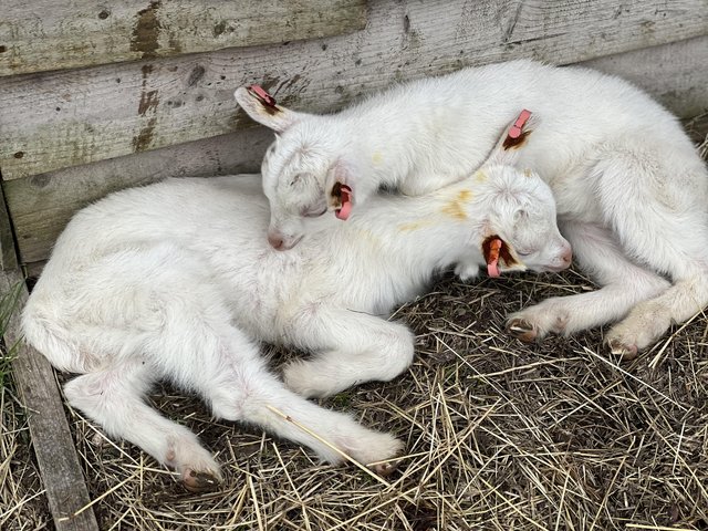 Preview of the first image of Three beautiful weather goats kids.