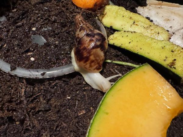Image 1 of Stunning mix of giant African land snails