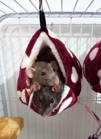 Image 4 of Rats needing a good home