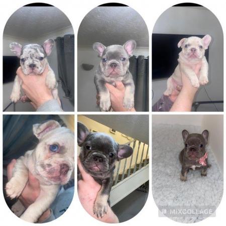 Image 1 of REDUCED ready to leave now Quality French Bulldog Puppies