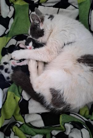 Image 3 of 2 of our cats have had a litter of kittens for reservation.