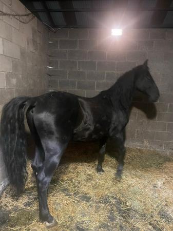 Image 2 of Part or full loan horse in Bolton