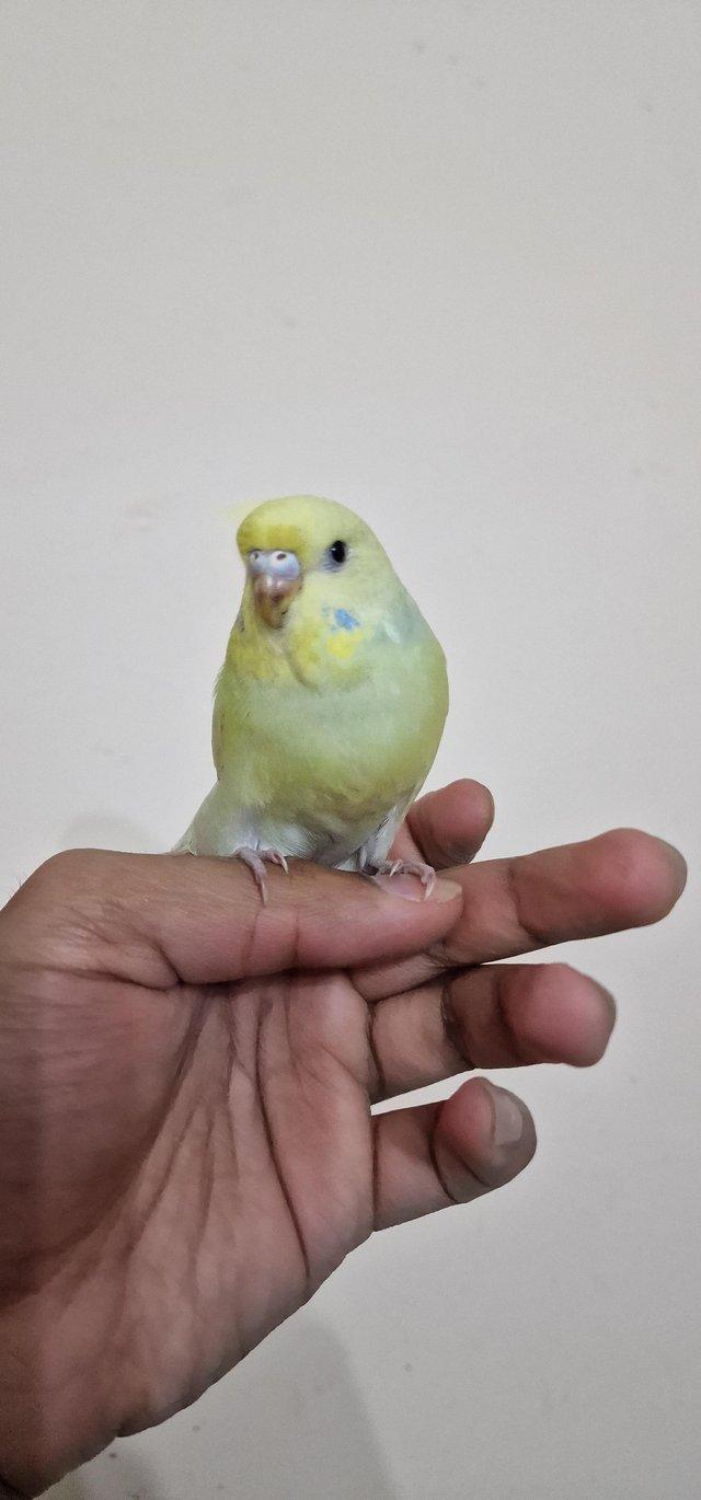 Preview of the first image of Handreared budgie budgie for sale.