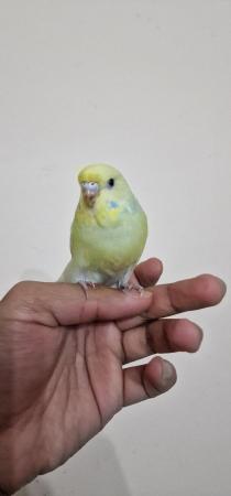 Image 1 of Handreared budgie budgie for sale