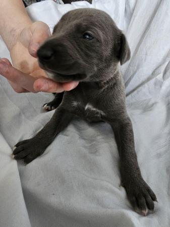 Image 4 of Whippet kc reg puppiesavailable