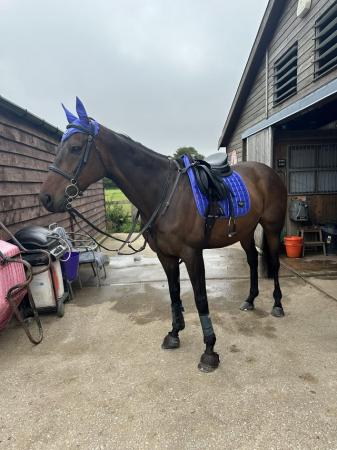 Image 1 of 16.1hh TB gelding for part/full loan