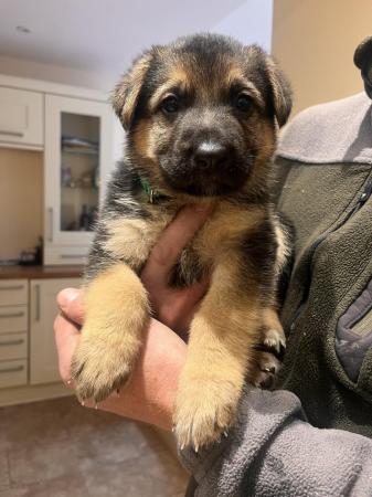 Image 12 of 7 gorgeous German shepherd puppies for sale.