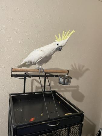 Image 4 of Sulphur Cockatoo Semi Tame
