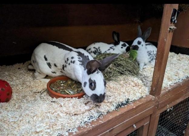 Image 3 of Fully vaccinated purebred baby English rabbits