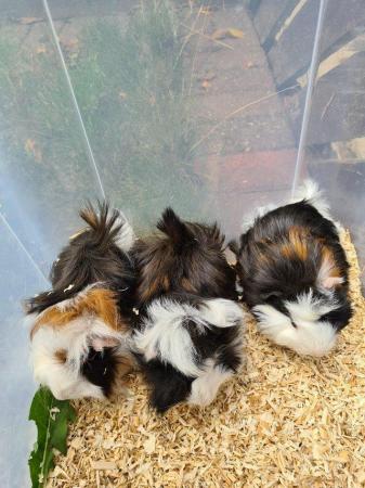 Image 23 of Adorable baby Guineapig's for sale.