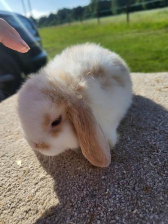 Image 19 of Baby Mini Lop Doe in light tri READY NOW