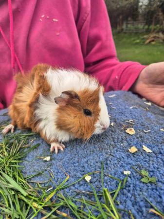 Image 3 of Still avaliable 9 week old male guineapigs