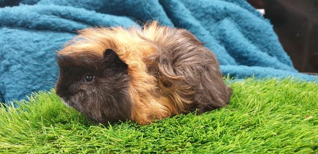 Image 8 of 3 lovely Male (Boars) Guinea Pigs for Sale