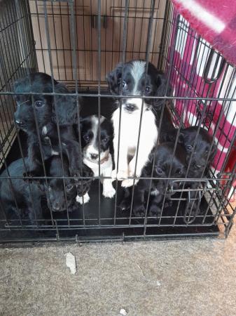 Image 7 of Sprocker puppies for sale