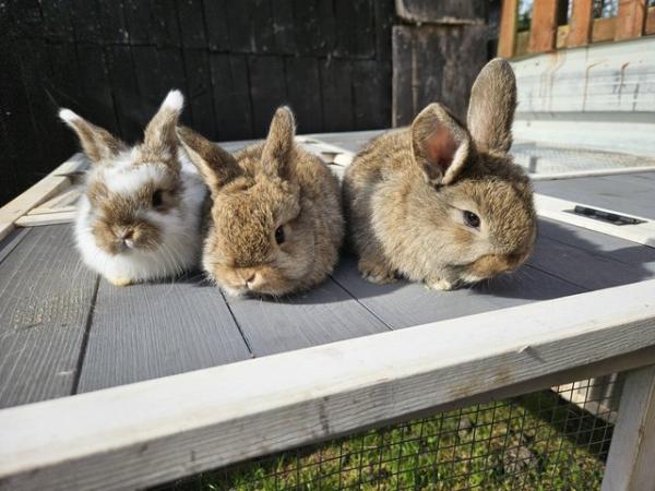 Image 2 of Mini Lop bunnies from 8 week old