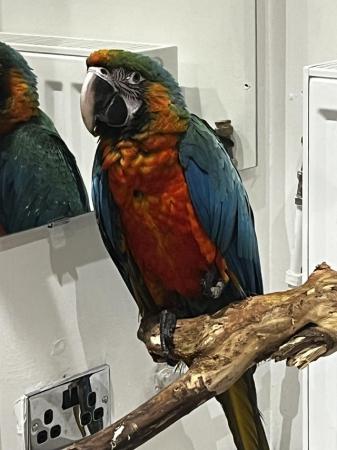 Image 3 of Beautiful Harlequin Macaw Baby Parrot Open to Offers