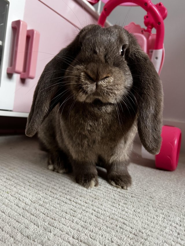 Preview of the first image of French lop Doe for sale 16 weeks old.
