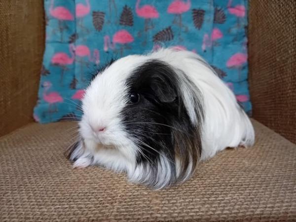 Image 2 of Baby Coronet Sow / Retired Sows Pet Homes