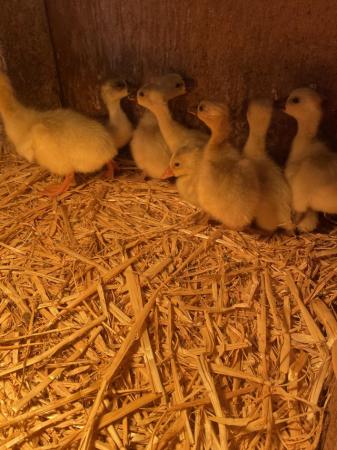 Image 1 of Pure bred Chinese goslings