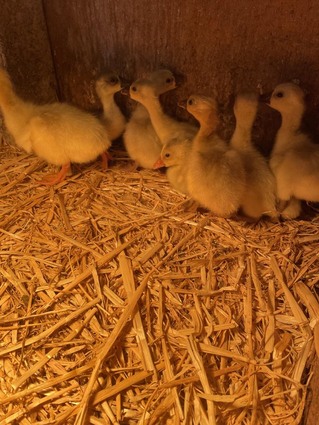 Preview of the first image of Pure bred Chinese goslings.