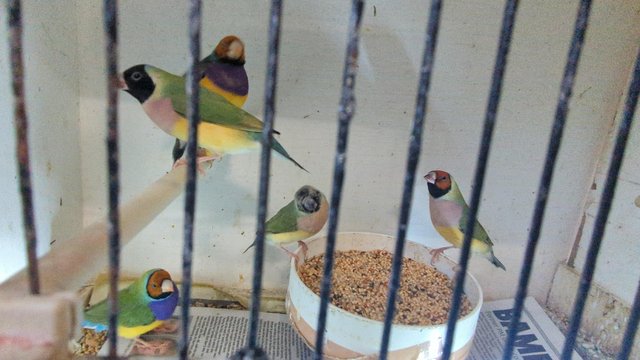 Image 3 of Gouldian Finch available for sale....