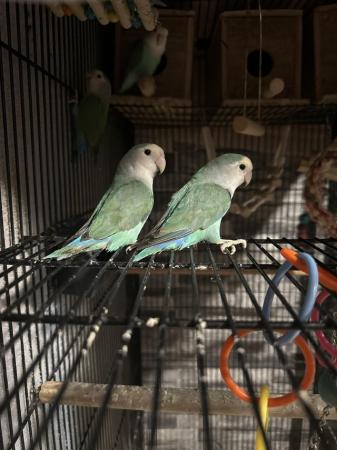 Image 2 of Breeding group of lovebirds