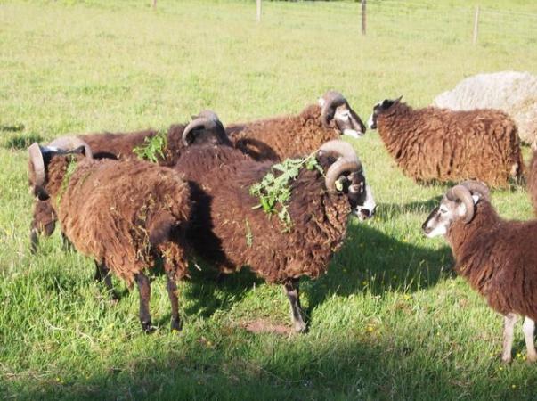 Image 1 of 2 active soay rams born 2022