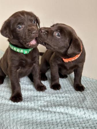 Image 11 of *SOLD*KC Registered Chocolate Labrador Retriever puppies