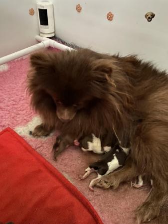Image 2 of Ready Now Beautiful Pom shih pups 1 female 1 male