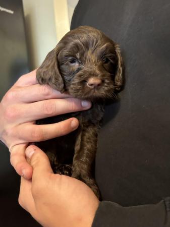 Image 31 of Cockapoo puppies- last pup available- now reduced