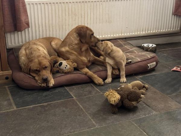 Image 12 of gorgeous fox red Labrador puppies , last 2 available