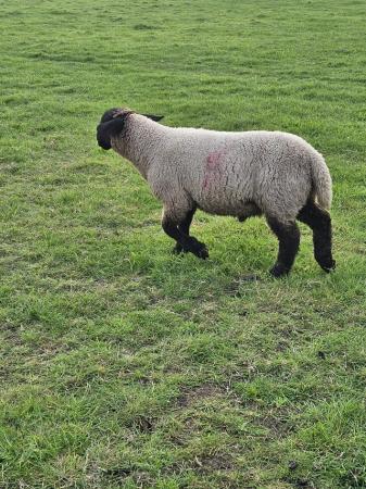 Image 3 of Suffolk tup lamb growing really well!!