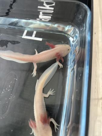 Image 1 of 2 axolotl‘s about 4 months old