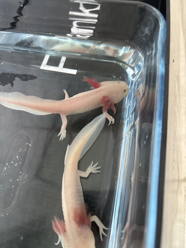 Preview of the first image of 2 axolotl‘s about 4 months old.